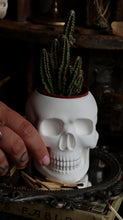 Load image into Gallery viewer, Skull Planter Vessel - Medium
