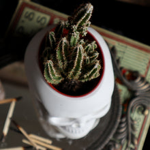Load image into Gallery viewer, Skull Planter Vessel - Medium